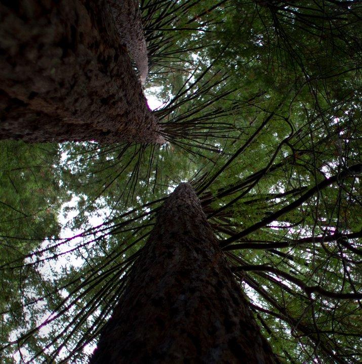 NSF grant will help Nicole Ardoin design educational interventions in coastal redwood forests. (Photo: Lauren Oakes)